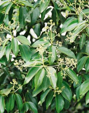 Fotografia 4 da espécie Cinnamomum verum no Jardim Botânico UTAD