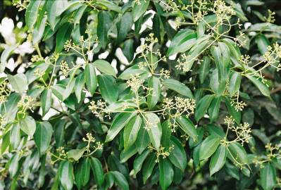 Fotografia da espécie Cinnamomum verum