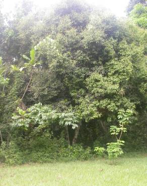 Fotografia 5 da espécie Cinnamomum verum no Jardim Botânico UTAD