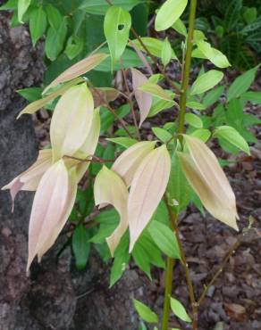 Fotografia 8 da espécie Cinnamomum verum no Jardim Botânico UTAD