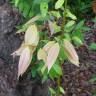 Fotografia 8 da espécie Cinnamomum verum do Jardim Botânico UTAD