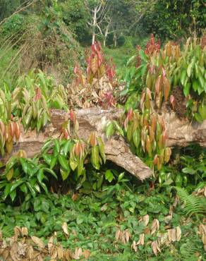 Fotografia 9 da espécie Cinnamomum verum no Jardim Botânico UTAD