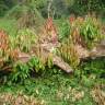 Fotografia 9 da espécie Cinnamomum verum do Jardim Botânico UTAD