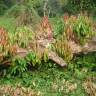 Fotografia 9 da espécie Cinnamomum verum do Jardim Botânico UTAD