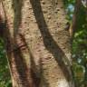 Fotografia 10 da espécie Cinnamomum verum do Jardim Botânico UTAD