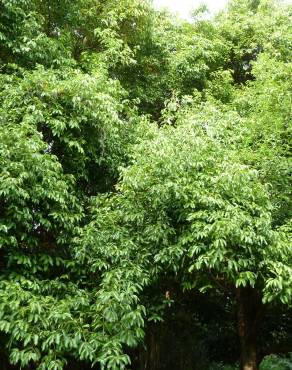 Fotografia 12 da espécie Cinnamomum verum no Jardim Botânico UTAD