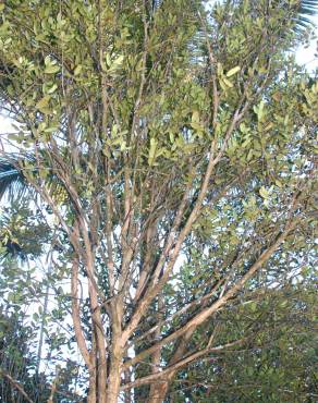 Fotografia 13 da espécie Cinnamomum verum no Jardim Botânico UTAD