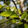 Fotografia 14 da espécie Cinnamomum verum do Jardim Botânico UTAD