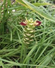 Fotografia da espécie Zingiber officinale