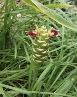 Fotografia 1 da espécie Zingiber officinale no Jardim Botânico UTAD