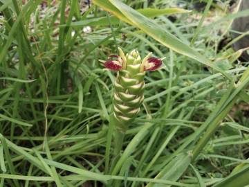 Fotografia da espécie Zingiber officinale