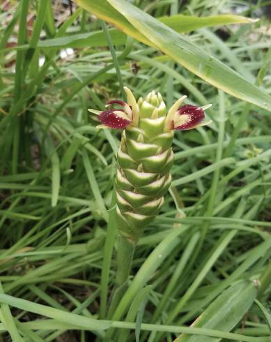 Fotografia de capa Zingiber officinale - do Jardim Botânico