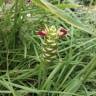 Fotografia 1 da espécie Zingiber officinale do Jardim Botânico UTAD