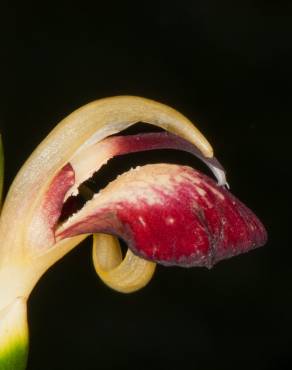 Fotografia 3 da espécie Zingiber officinale no Jardim Botânico UTAD