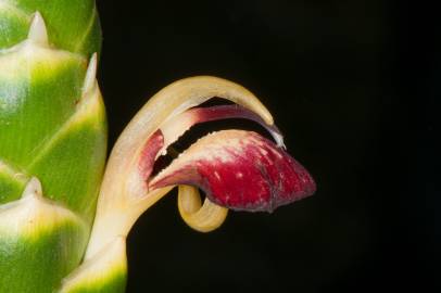 Fotografia da espécie Zingiber officinale