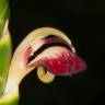 Fotografia 3 da espécie Zingiber officinale do Jardim Botânico UTAD