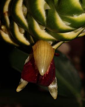 Fotografia 4 da espécie Zingiber officinale no Jardim Botânico UTAD