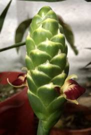 Fotografia da espécie Zingiber officinale