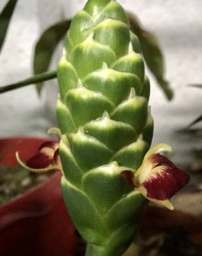 Fotografia 5 da espécie Zingiber officinale no Jardim Botânico UTAD