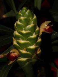 Fotografia da espécie Zingiber officinale