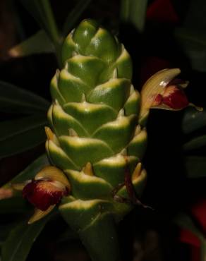 Fotografia 6 da espécie Zingiber officinale no Jardim Botânico UTAD