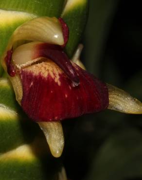 Fotografia 7 da espécie Zingiber officinale no Jardim Botânico UTAD