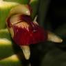 Fotografia 7 da espécie Zingiber officinale do Jardim Botânico UTAD