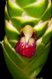 Fotografia da espécie Zingiber officinale