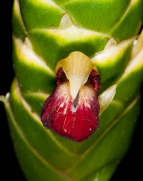 Fotografia 8 da espécie Zingiber officinale no Jardim Botânico UTAD