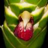 Fotografia 8 da espécie Zingiber officinale do Jardim Botânico UTAD