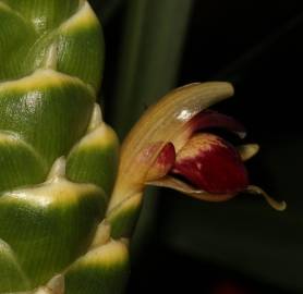 Fotografia da espécie Zingiber officinale