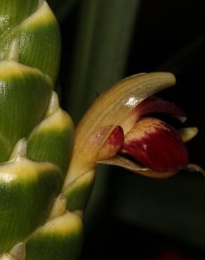 Fotografia 9 da espécie Zingiber officinale no Jardim Botânico UTAD