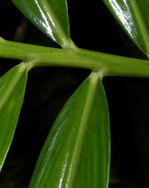 Fotografia 10 da espécie Zingiber officinale no Jardim Botânico UTAD