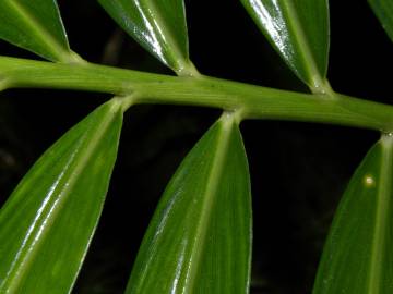 Fotografia da espécie Zingiber officinale