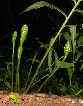 Fotografia 11 da espécie Zingiber officinale no Jardim Botânico UTAD