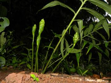 Fotografia da espécie Zingiber officinale