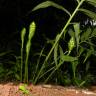 Fotografia 11 da espécie Zingiber officinale do Jardim Botânico UTAD