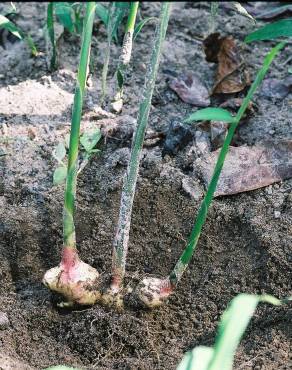 Fotografia 12 da espécie Zingiber officinale no Jardim Botânico UTAD