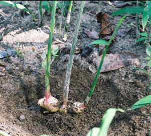 Fotografia da espécie Zingiber officinale