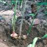 Fotografia 12 da espécie Zingiber officinale do Jardim Botânico UTAD