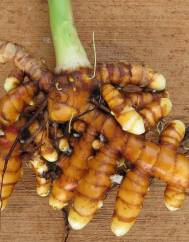 Curcuma longa