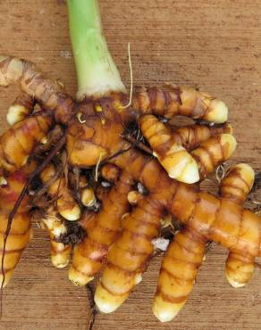 Fotografia 1 da espécie Curcuma longa no Jardim Botânico UTAD