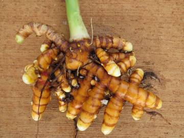 Fotografia da espécie Curcuma longa