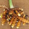 Fotografia 1 da espécie Curcuma longa do Jardim Botânico UTAD