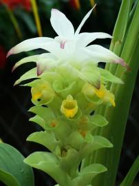 Fotografia da espécie Curcuma longa