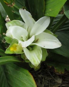 Fotografia 3 da espécie Curcuma longa no Jardim Botânico UTAD