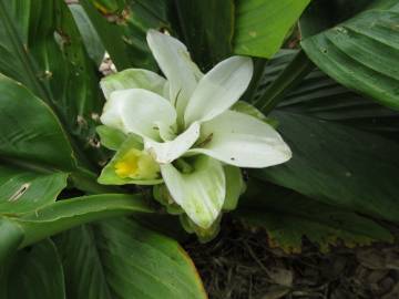 Fotografia da espécie Curcuma longa