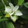 Fotografia 3 da espécie Curcuma longa do Jardim Botânico UTAD