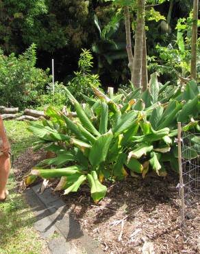 Fotografia 4 da espécie Curcuma longa no Jardim Botânico UTAD