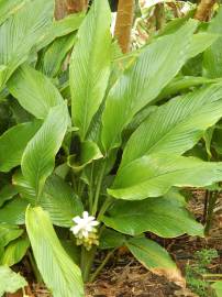 Fotografia da espécie Curcuma longa